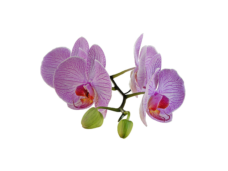 орхидея, букет, цвете