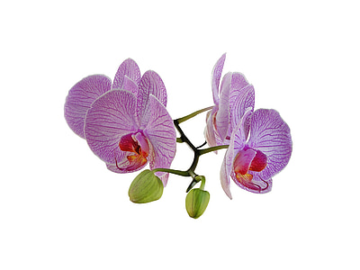 orchidėja, puokštė, gėlė