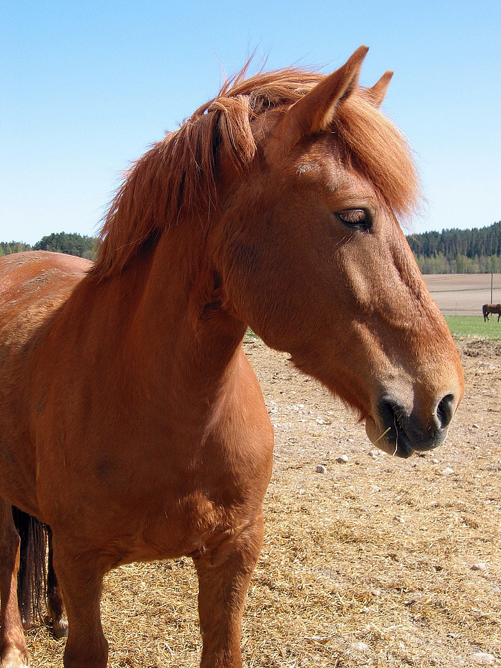 Кінь, літо, кінської голови, коричневий кінь