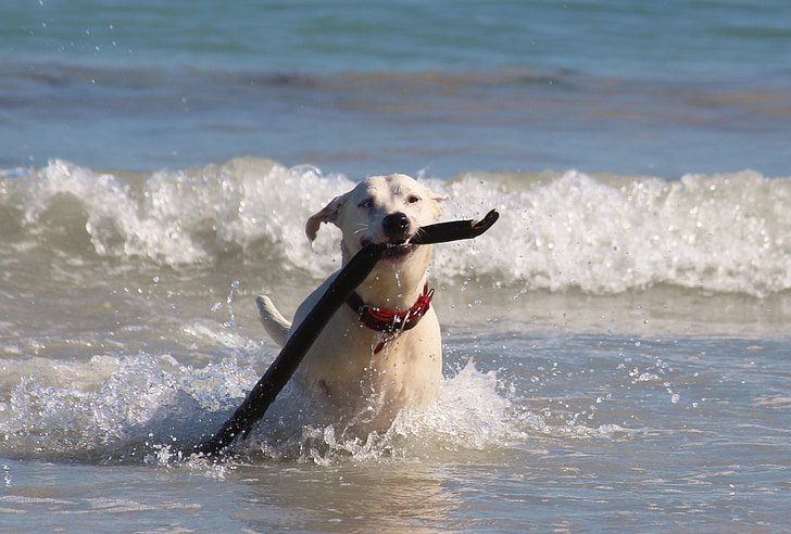 šuo, jūra, paplūdimys, banga, naršyti, lazdas