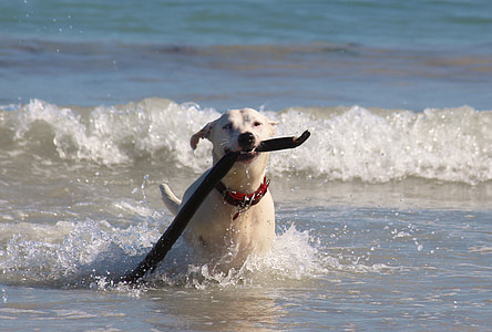 dog, sea, beach, wave, surf, batons