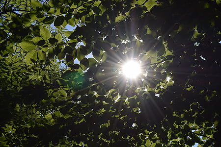 doğa, ahşap, yeşillik, incecik kapsayacak şekilde, gün s, güneş ışığı