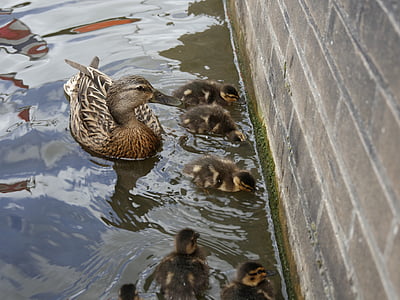 ducks, mother, wildlife photography, young, water, family, fauna