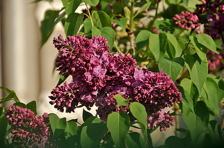 Lilac, màu tím, Hoa tím, màu tím, nở hoa, thực vật, Thiên nhiên