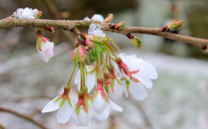 Trešnjin cvijet, stabala japanske trešnje, cvijet, cvatu, proljeće, snijeg, hladno