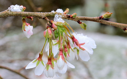 kirsi õis, Jaapani Kirsipuud, õis, Bloom, kevadel, lumi, külm