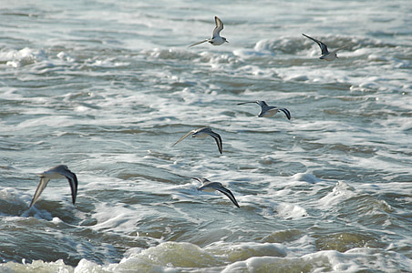 Seagulls, Surf, Kalifornien, fåglar, mås, kusten, sommar