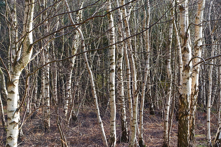 silver birch, trees, trunks, environment, woodland, natural, forest