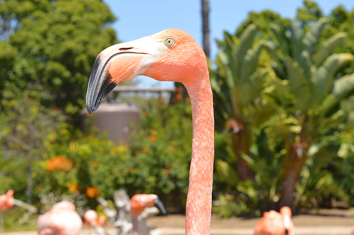 flamingo, beak, pink, bird, water, river, lake