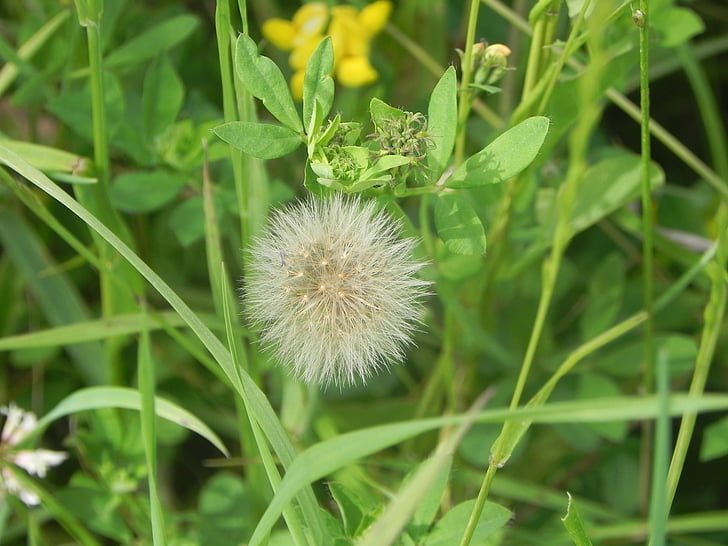 leaves, flowers, nature, plant, summer, close-up, flower