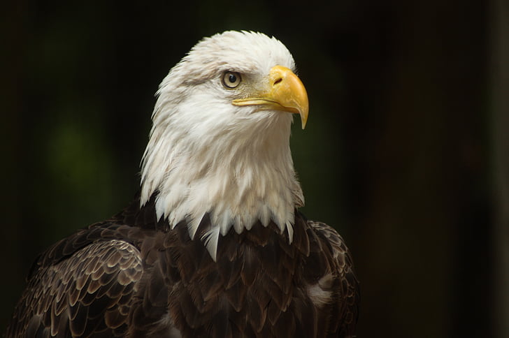 Eagle, oiseau, nature, naturel, américain, Raptor, faune