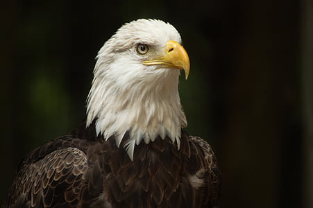 Àguila, ocell, natura, natural, nord-americà, Raptor, vida silvestre