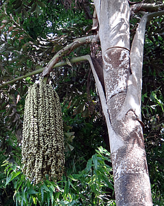 Fishtail παλάμη, jaggery παλάμη, ο φοίνικας χυμού φοινικόδεντρου, κρασί φοίνικα, Caryota urens, Arecaceae, δέντρο