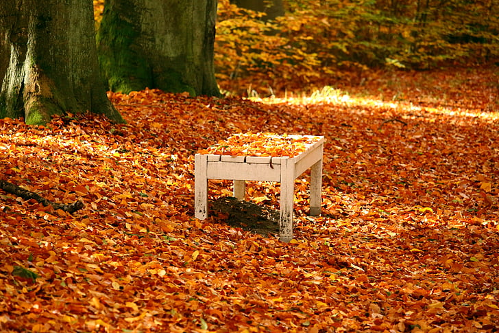 Bank, musim gugur, dedaunan jatuh, daun, ben10 emas, musim gugur emas, warna-warni
