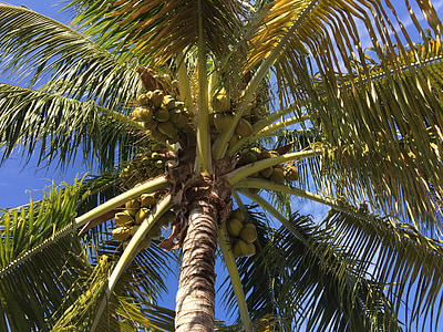 palm, florida, tree, tropical, nature, green, fronds