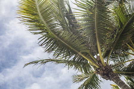 mraky, zataženo, kokos, kokosové palmy, denní světlo, exotické, Flora