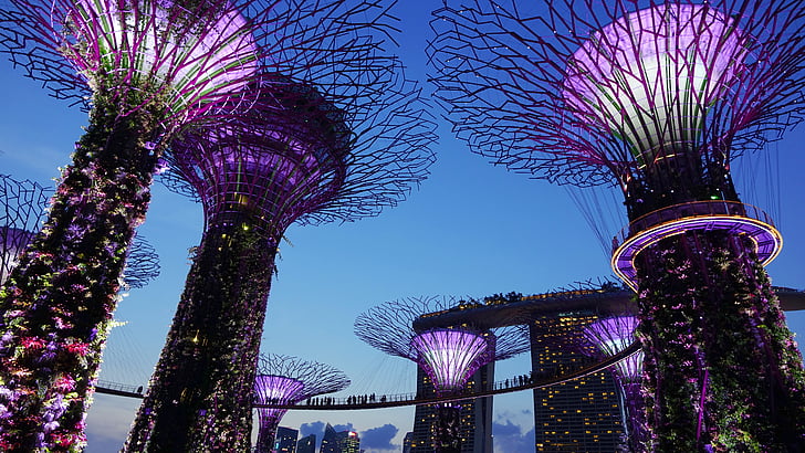 ogród nad zatoką, Singapur, noc, Oświetlenie, punkt orientacyjny, supertree, atrakcją