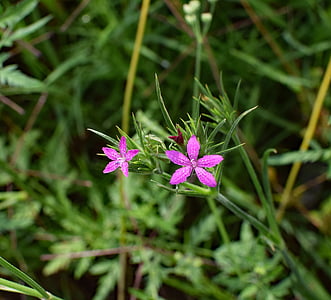 ροζ Deptford, Dianthus armeria, αγριολούλουδα, λουλούδι, άνθος, άνθιση, φυτό