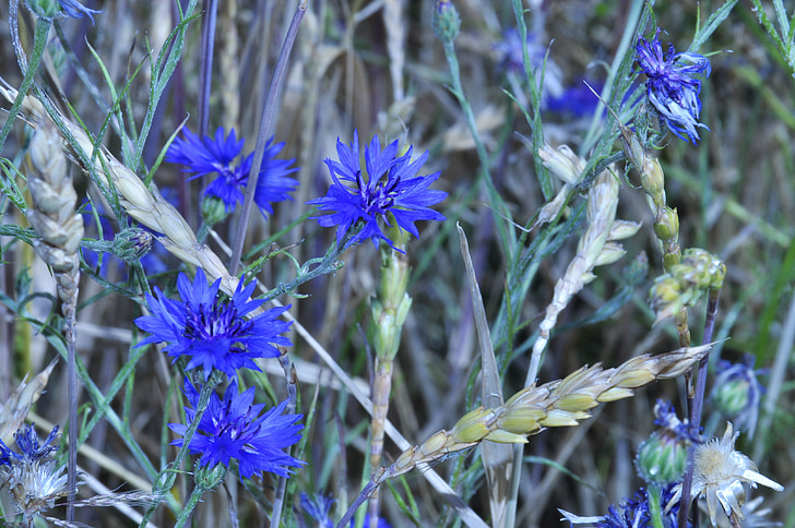 cornflowers, zilu ziedu, vasaras beigās