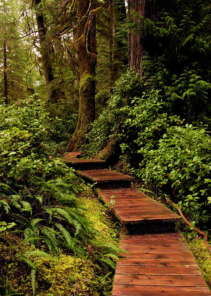 bosque, Ruta de acceso, madera, helecho, naturaleza, sendero, árbol