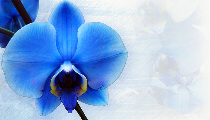 orhideja, tiskovine, modra, dekorativni, papir, struktura, zemljevid