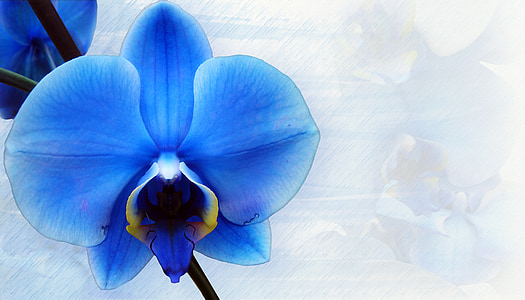 orquídia, papereria, blau, decoratius, document, estructura, mapa