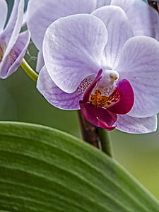 orchidea, kvet, Flora, Kvetinárstvo, rastlín, krásne, Príroda