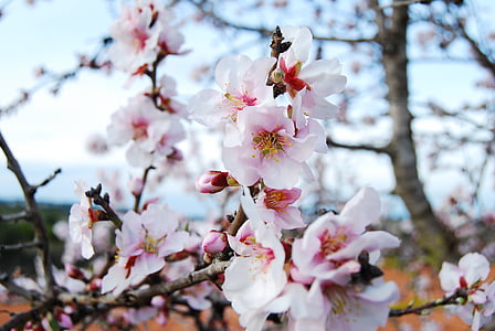 花, 桃树, 自然, 树, 春天