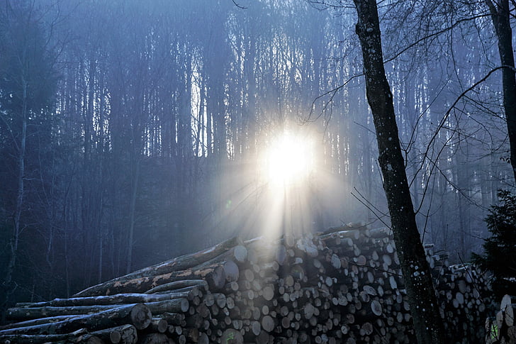 pădure, ceaţă, soare, natura, copaci, iarna, toamna