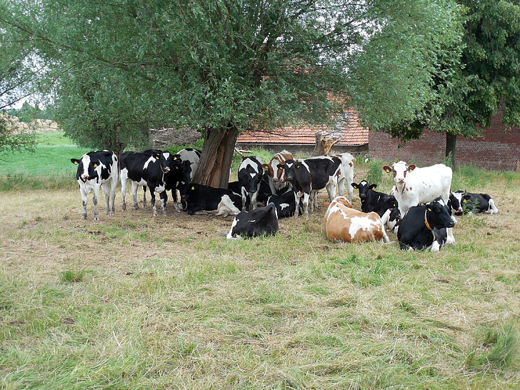 sapi, ternak, polisi, padang rumput, pertanian, melihat, ternak