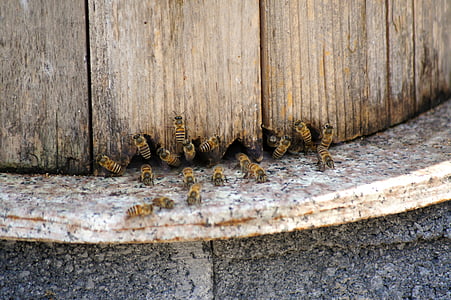 Bee, honung, att samla nektar