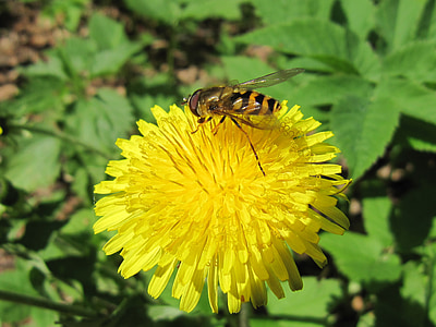 dandelion, bee, summer, insect, nature, flower, pollination