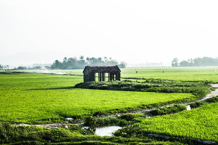 country road, house, rice, river, agriculture, field, farm