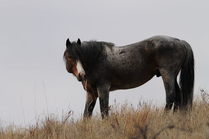 kuda liar, Stallion, North dakota, kuda, pferd, Amerika Serikat, Jessica magnus-rockeman