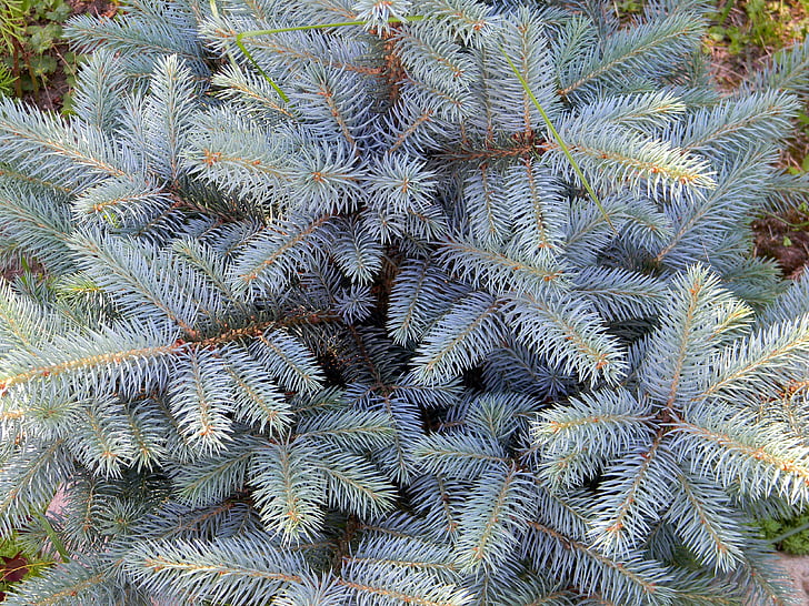 Blue spruce, jarum, Spruce, pohon, alam, tanaman, cabang