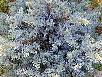 blue spruce, needles, spruce, tree, nature, plant, branch