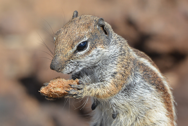scoiattolo, Scoiattolo a terra, animale, Chipmunk, cibo, roditore, Fuerteventura