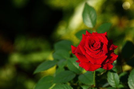 love, rose, social, romantic, red rose, message, romance