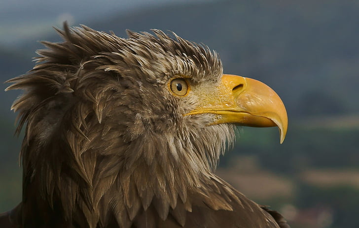 Adler, milžinas dėmėtojo erelis, Plėšrieji paukščiai, Bill, Raptor, paukštis, uždaryti