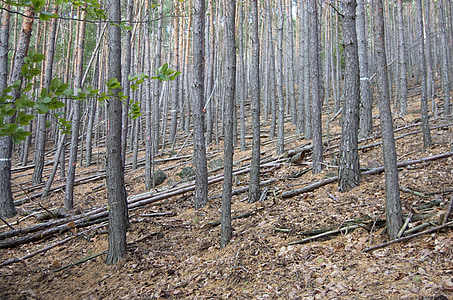 Pfälzer Wald, skog, Rheinland-Pfalz, blad, blader, treet, trær