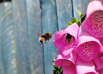 bee, bumblebee, closeup, flowers, insect, nature, flower