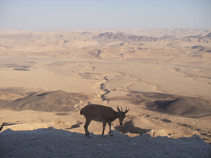 Desert, neguev, Israel, nisip, fierbinte, Mitzpe ramon, animale