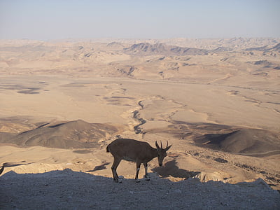 사막, neguev, 이스라엘, 모래, 핫, 미트 제 페 라몬, 동물