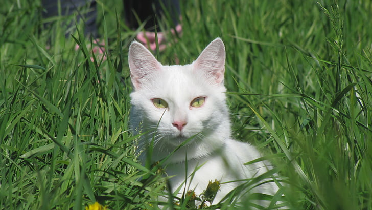 แมว, จ้องมอง, ตาแมว, สัตว์, สีขาว, สีเขียว, หญ้า