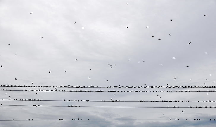 birds, sky, swarm, fly, bird, flock of birds, the sky