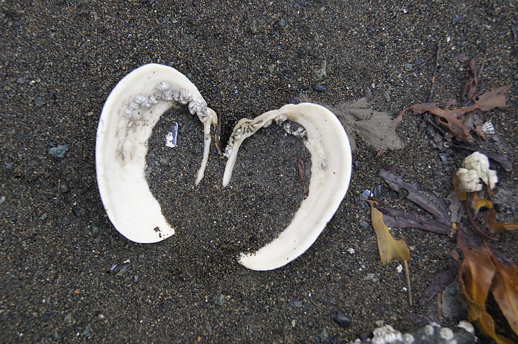 Shell, hjerte, sand, sjøen, kjærlighet, natur, stranden