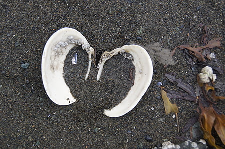Shell, hjärtat, Sand, havet, Kärlek, naturen, stranden