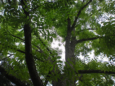 cây, tán lá, màu xanh lá cây, Thiên nhiên, công viên, chi nhánh, chi nhánh