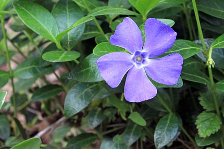 periwinkle, vinca, blue, purple, lilac, foliage, purity