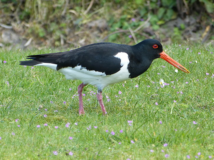 Oystercatcher, con chim, Bắc Hải, đỏ mỏ, chim màu đen và trắng, một trong những động vật, động vật hoang dã